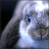 Fluffyhelen's profile image