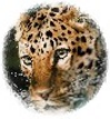 Port-Royal's profile image