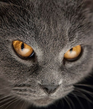 Ssantagada's profile image