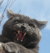 Crevatis's profile image