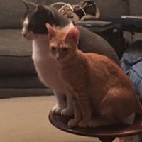 cranberryjuice6789's profile image