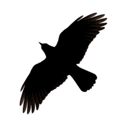 The-Crow's profile image