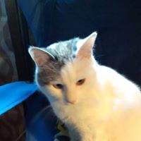 Snoebay's profile image