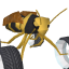 Bugged Out Rally